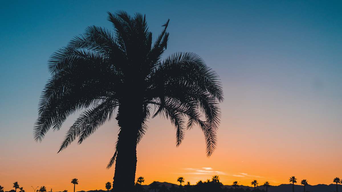 palm tree silhouette tree during sunset flora